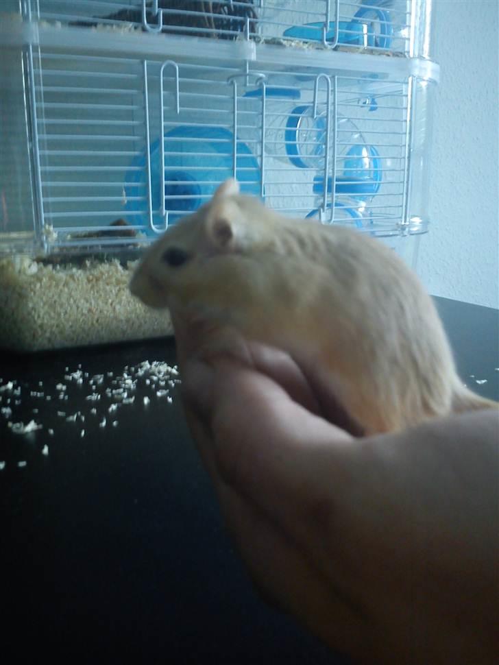 Ørkenrotte bruno billede 1