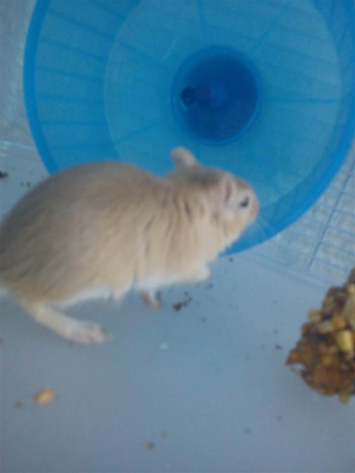 Ørkenrotte bruno billede 2