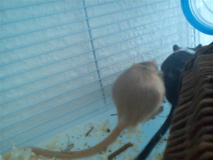 Ørkenrotte bruno billede 3