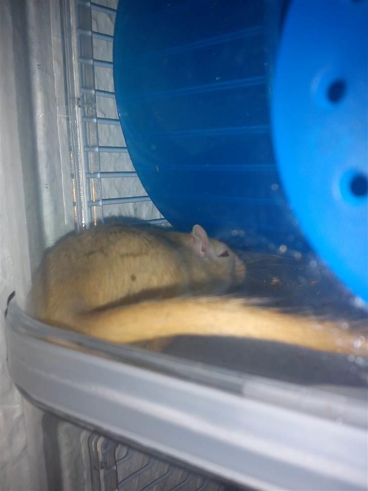 Ørkenrotte bruno billede 4