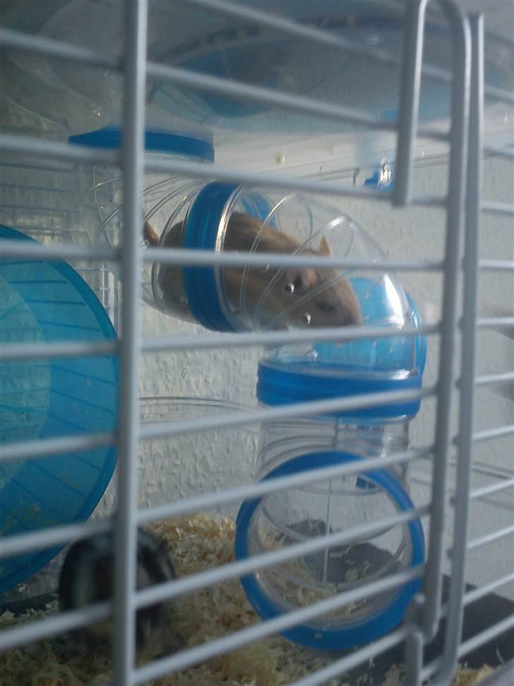 Ørkenrotte bruno billede 5