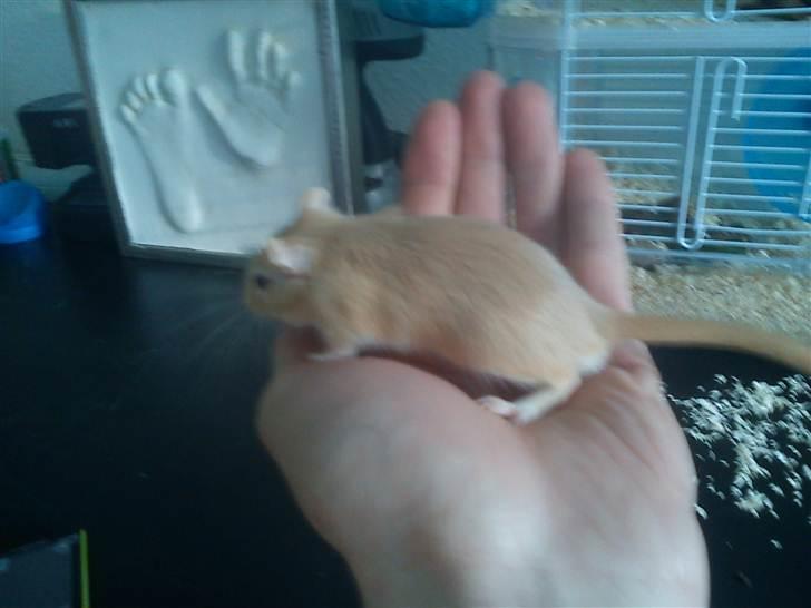 Ørkenrotte bruno billede 6