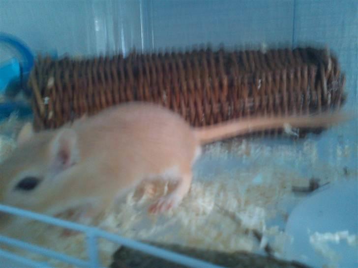 Ørkenrotte bruno billede 7