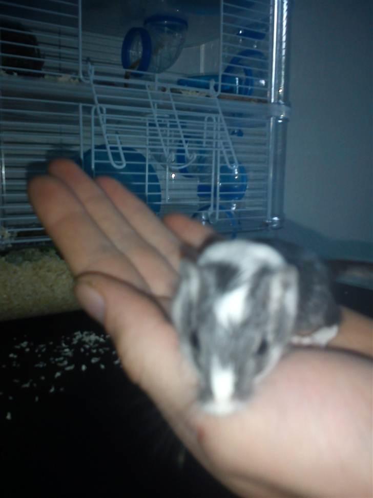 Ørkenrotte lille lys billede 2