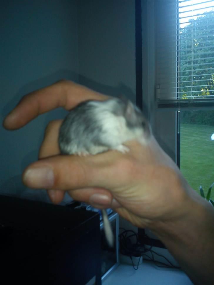 Ørkenrotte lille lys billede 3