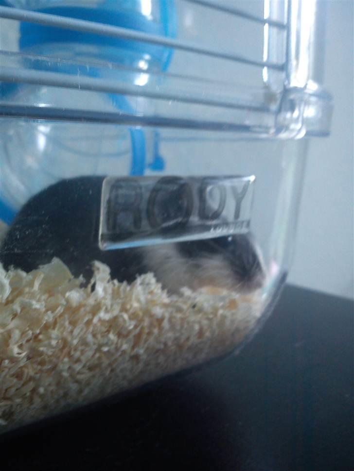 Ørkenrotte lille lys billede 4