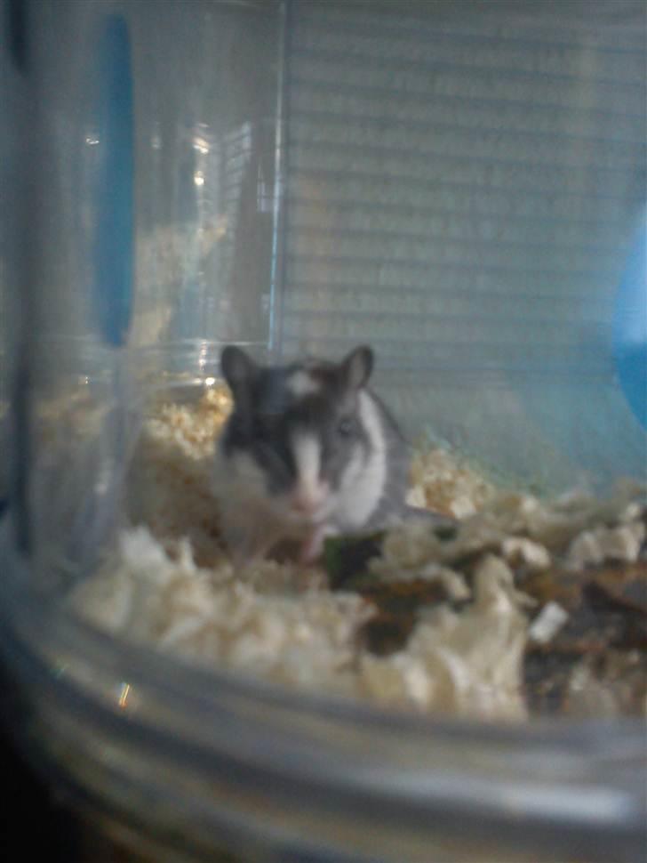 Ørkenrotte lille lys billede 5