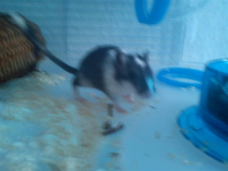 Ørkenrotte lille lys billede 6