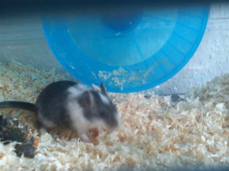 Ørkenrotte lille lys billede 7