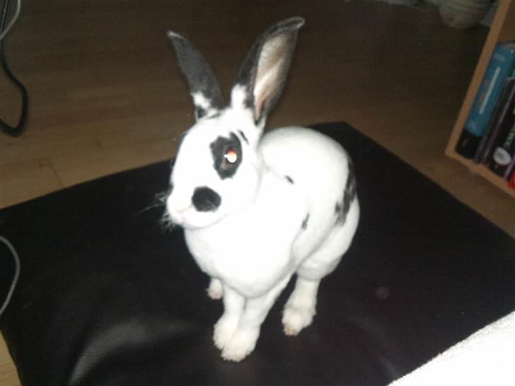 Kanin Ninkos (rex) - Jeg har da ikke gjort noget. billede 13