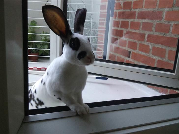 Kanin Ninkos (rex) - Halløj! billede 14