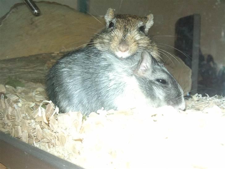 Ørkenrotte Nutmeg - Hygger med brormand. billede 13