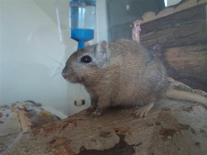 Ørkenrotte Nutmeg - Er blevet omrking et år, og nu en smuule mere buttet. billede 14