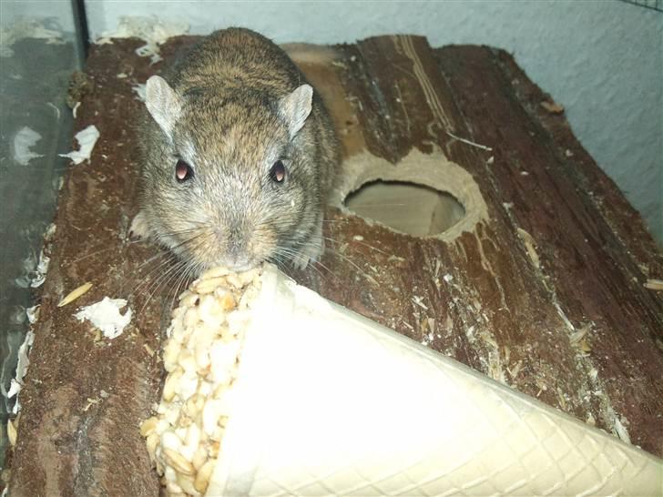 Ørkenrotte Nutmeg - Mums, isvaffel. billede 15