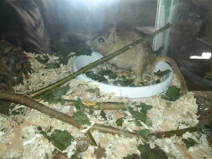 Ørkenrotte Nutmeg - Jeg spiser igen igen. billede 17