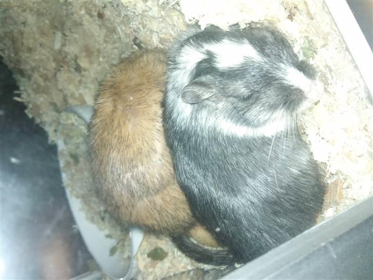 Ørkenrotte Black and white - Vi er trætte og hygger. billede 15