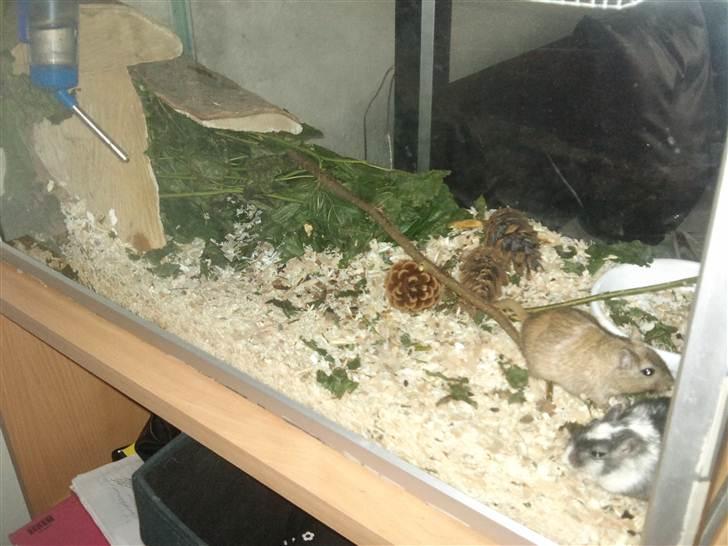 Ørkenrotte Black and white - Wee, ny bund. billede 16