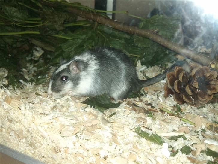 Ørkenrotte Black and white - Smadrer aaaal bundlaget. billede 17