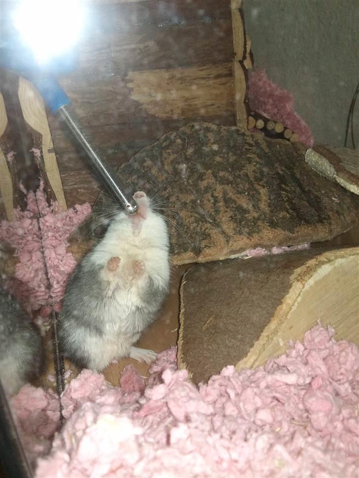 Ørkenrotte Black and white - Åhh det er hårdt at drikke. billede 18