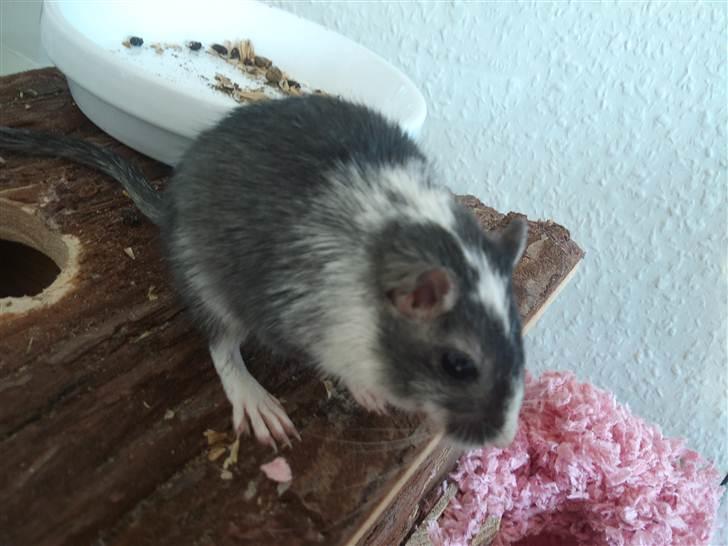 Ørkenrotte Black and white - Hmm meget lyserødt. billede 19