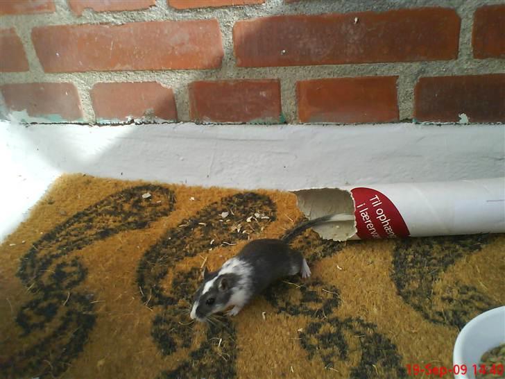 Ørkenrotte Black and white - Ude og løbe billede 20