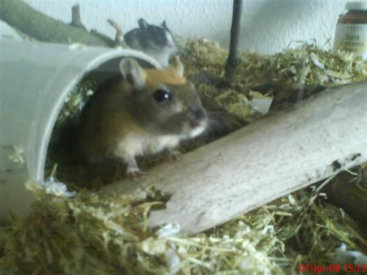 Ørkenrotte Nutmeg - Da jeg var lille :) billede 18