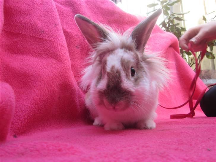 Kanin Mille billede 2