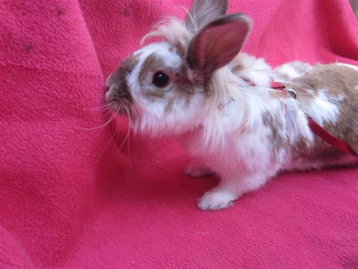 Kanin Mille billede 3