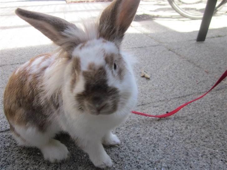 Kanin Mille billede 5