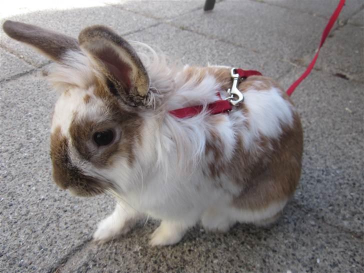 Kanin Mille billede 6