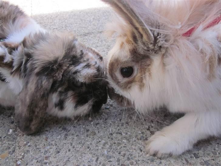 Kanin Mille billede 7