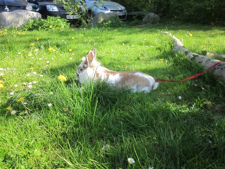 Kanin Mille billede 8