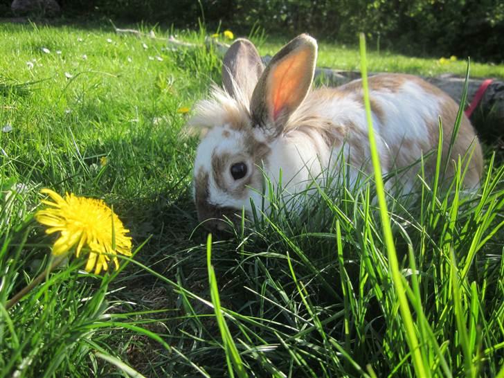 Kanin Mille billede 9