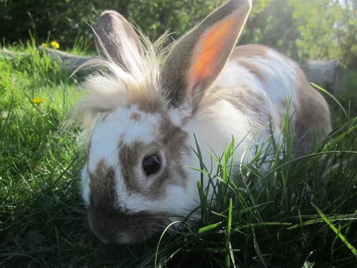 Kanin Mille billede 10