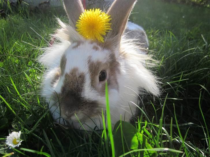 Kanin Mille billede 11