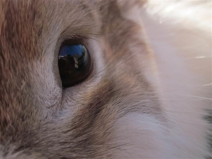 Kanin Mille billede 12