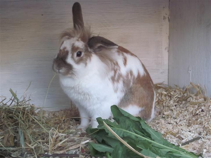 Kanin Mille billede 13