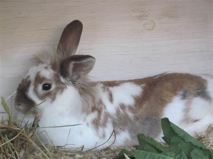 Kanin Mille billede 14