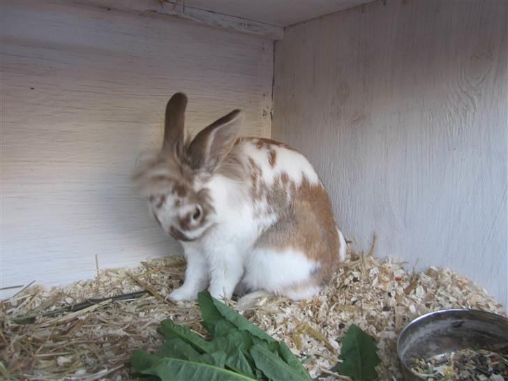 Kanin Mille billede 15