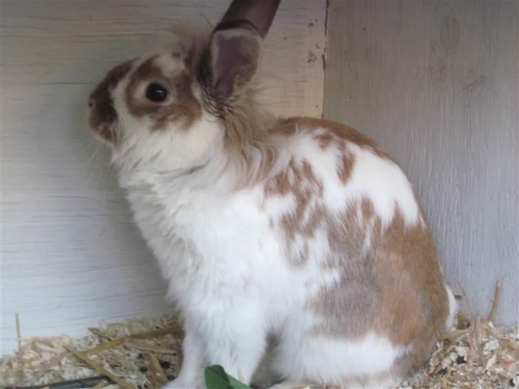Kanin Mille billede 16
