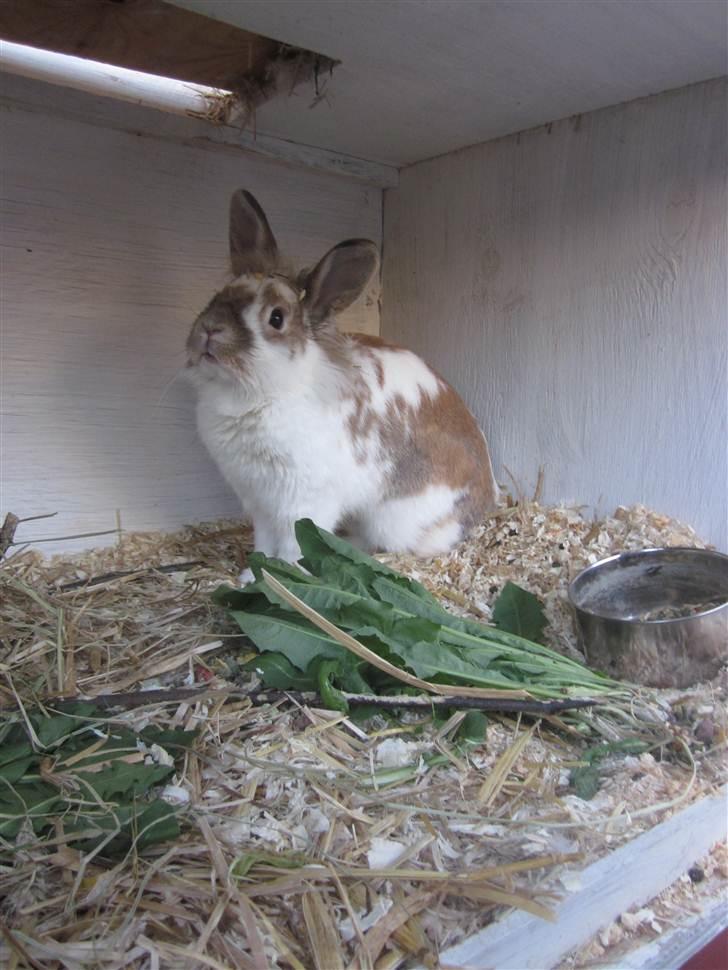 Kanin Mille billede 17