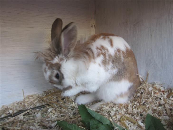 Kanin Mille billede 18