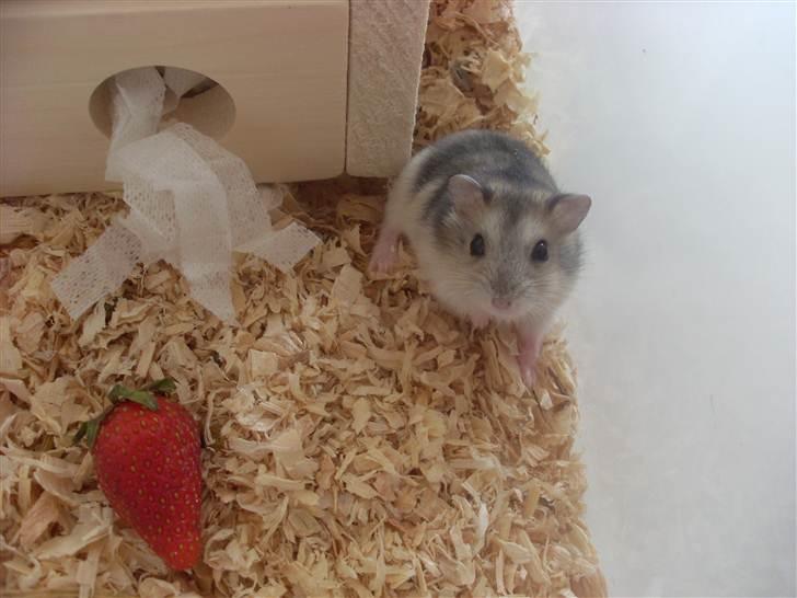 Dværghamster Eigil billede 10