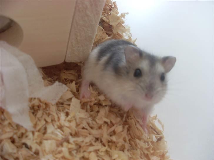 Dværghamster Eigil billede 13