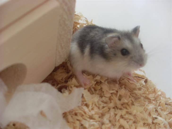 Dværghamster Eigil billede 12