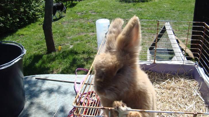 Kanin HJ's Prins Pjuske<3 billede 4