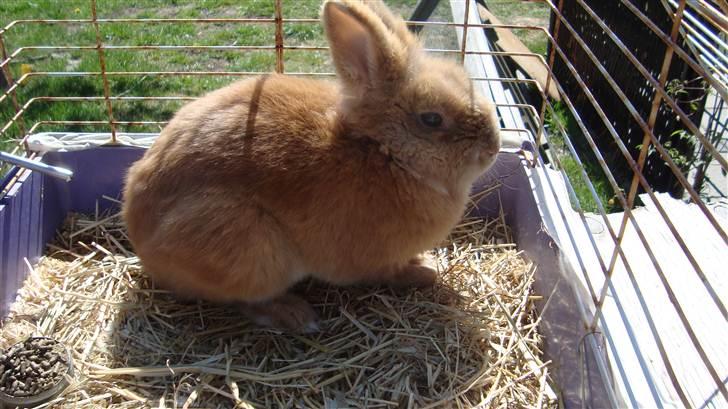 Kanin HJ's Prins Pjuske<3 billede 5