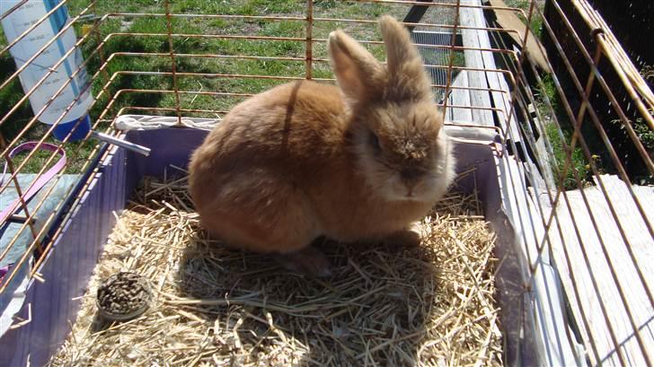 Kanin HJ's Prins Pjuske<3 billede 6