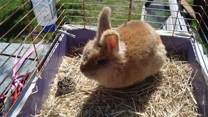 Kanin HJ's Prins Pjuske<3 billede 7