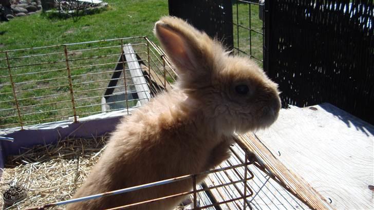 Kanin HJ's Prins Pjuske<3 billede 8